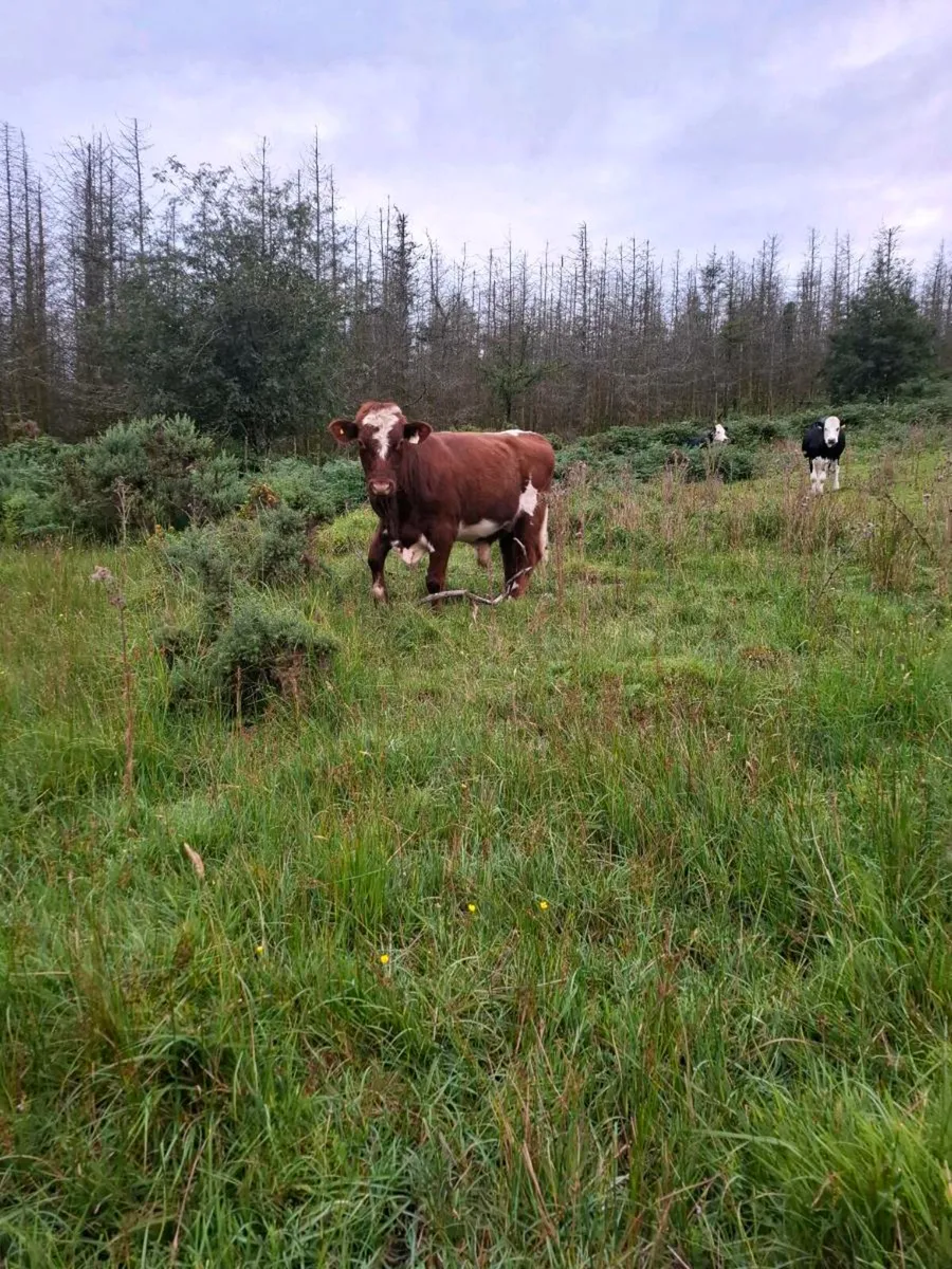 Shorthorn bull - Image 2