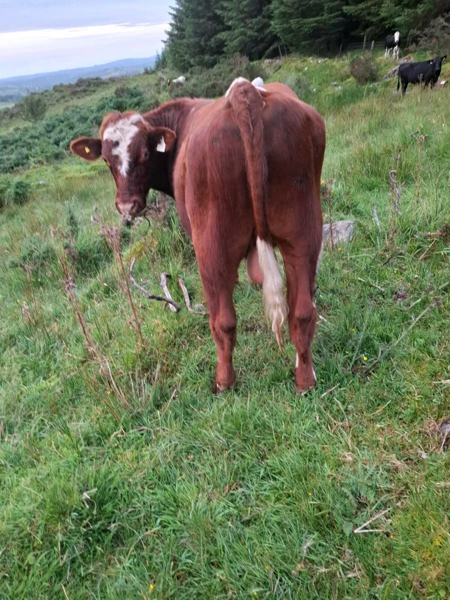 Shorthorn bull - Image 3