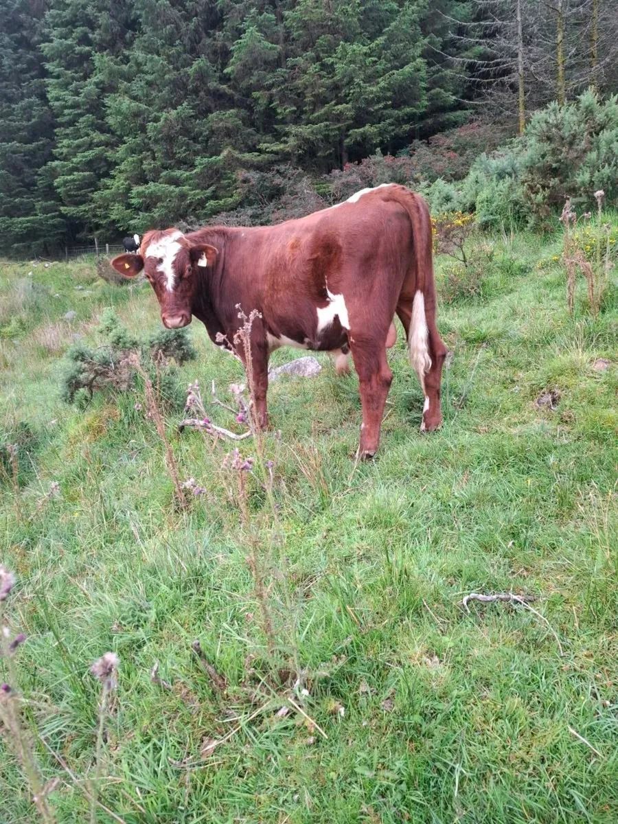 Shorthorn bull - Image 4