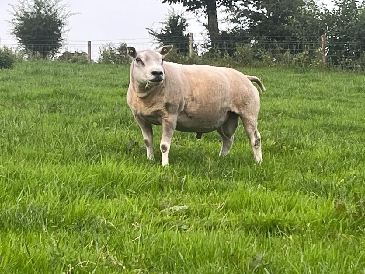 PBNR BELTEX RAM - Image 1