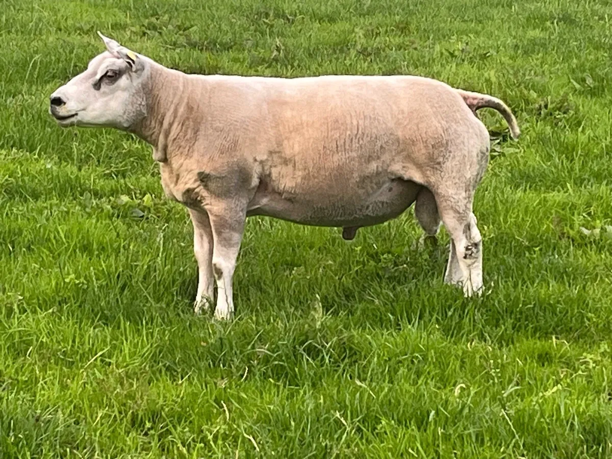 PBNR BELTEX RAM - Image 2