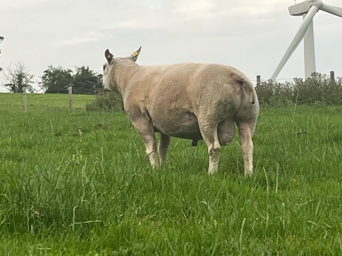 PBNR BELTEX RAM - Image 3