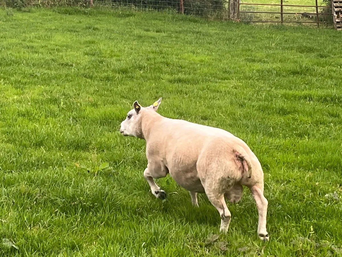 PBNR BELTEX RAM - Image 4
