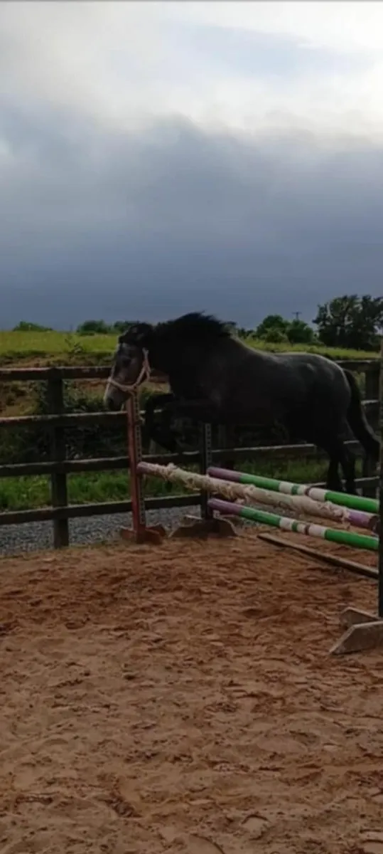 💥Connemara Filly💥 - Image 4