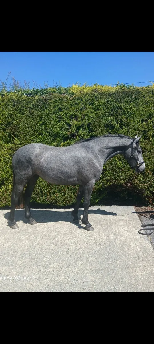 💥Connemara Filly💥 - Image 2
