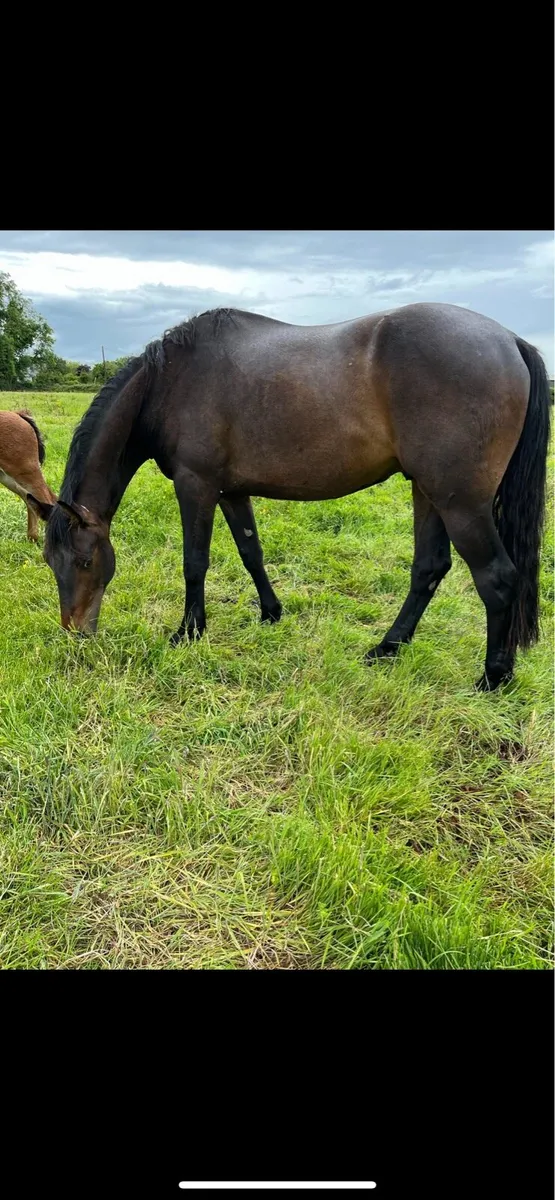 3 year old Gelding - Image 1