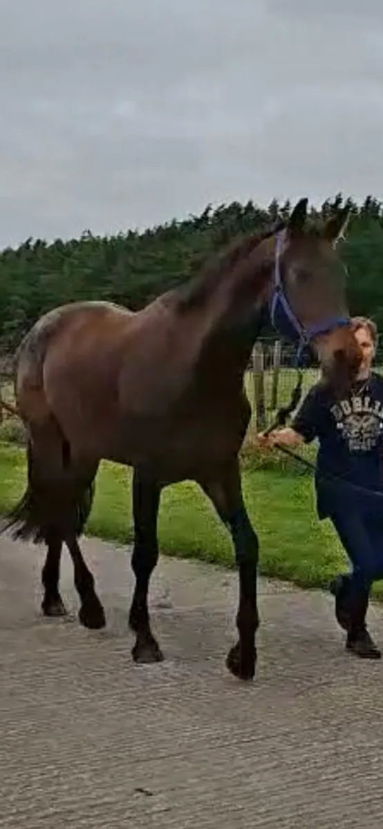 3 year old Gelding - Image 2