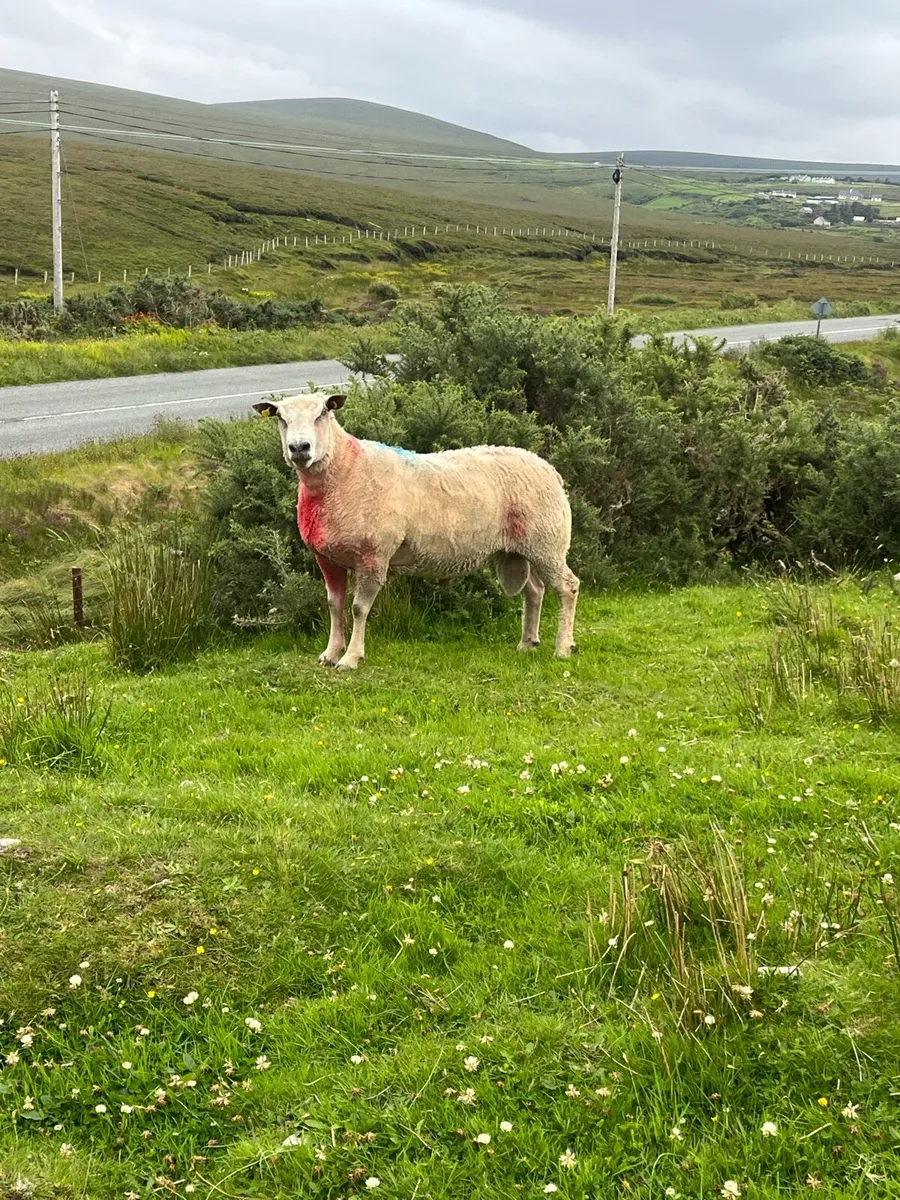 *** 2 Teaser Rams *** - Image 1