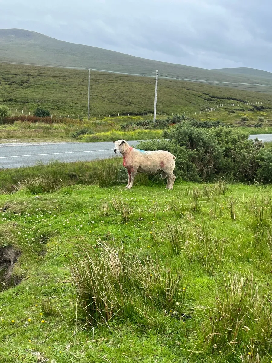 *** 2 Teaser Rams *** - Image 3