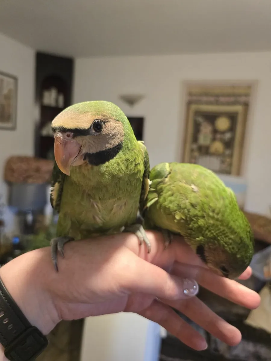 Moustache Parakeets - Image 1