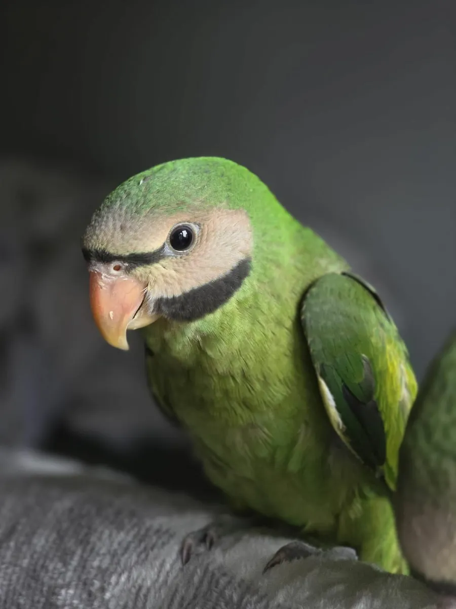 Moustache Parakeets - Image 2
