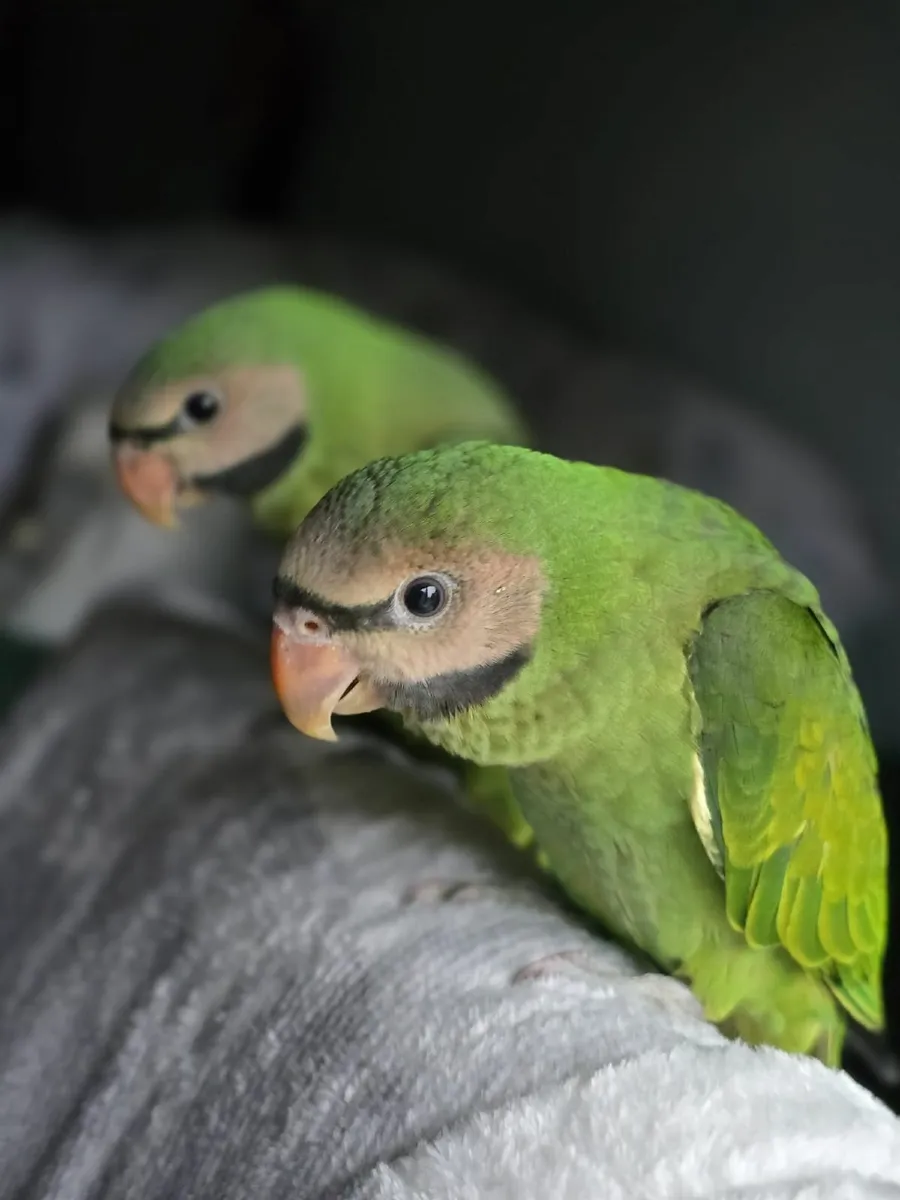 Moustache Parakeets - Image 3
