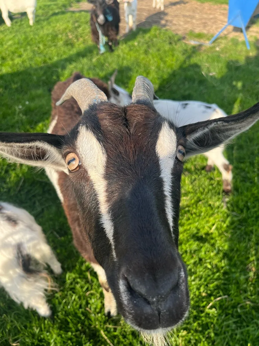 Mixture of goats for sale - Image 1