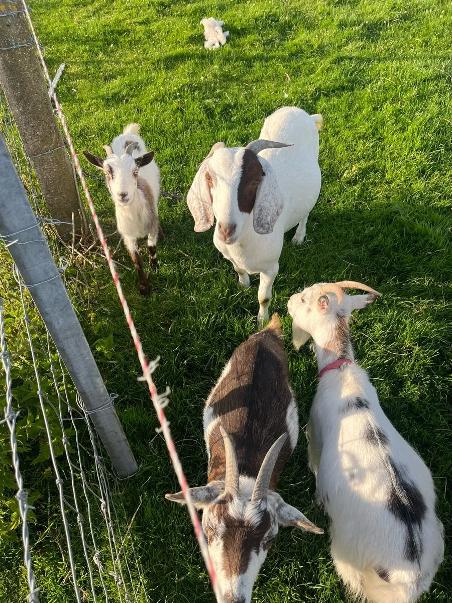 Mixture of goats for sale - Image 3