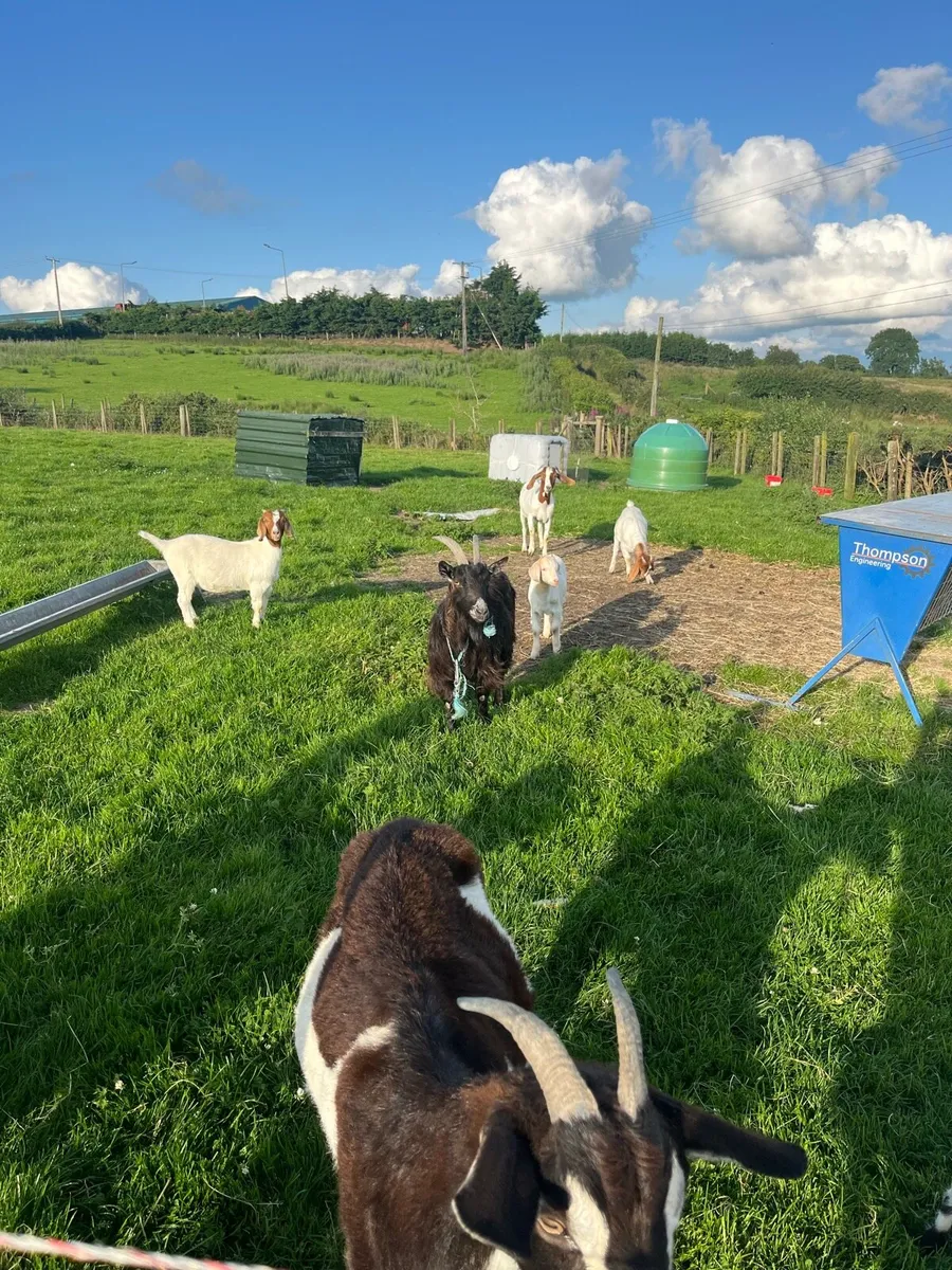 Mixture of goats for sale - Image 4