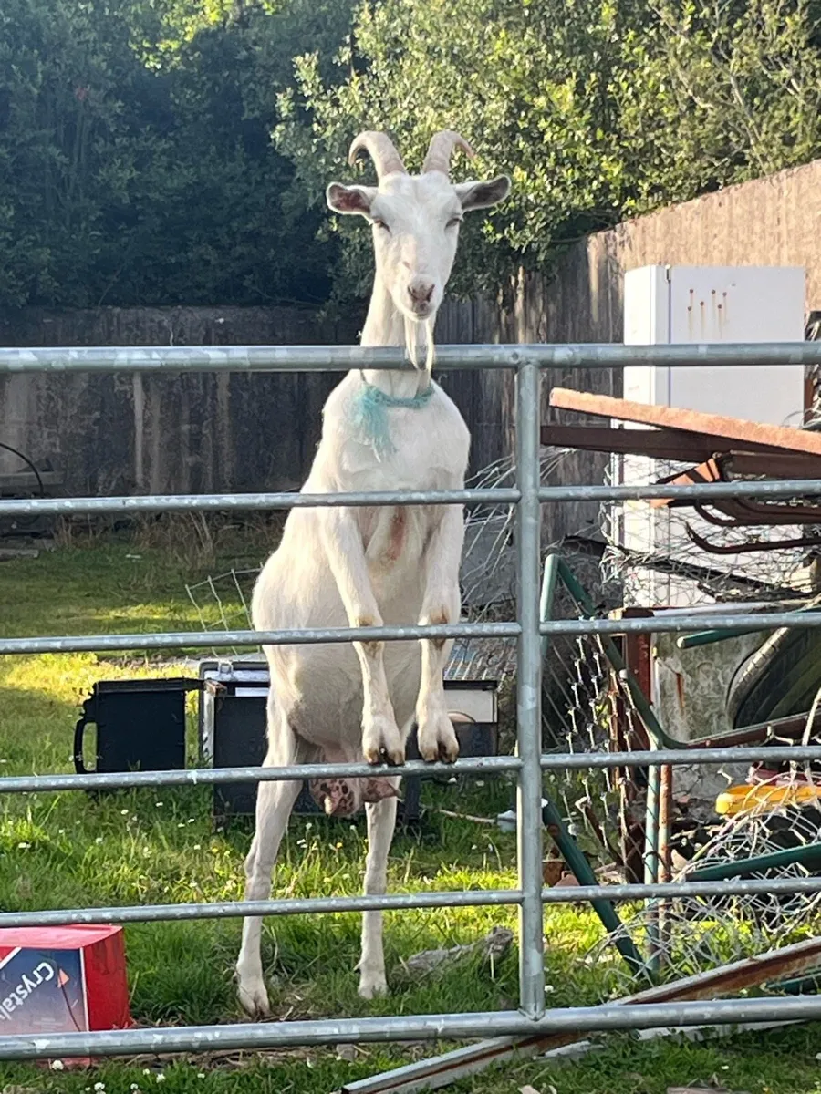 Mixture of goats for sale - Image 2