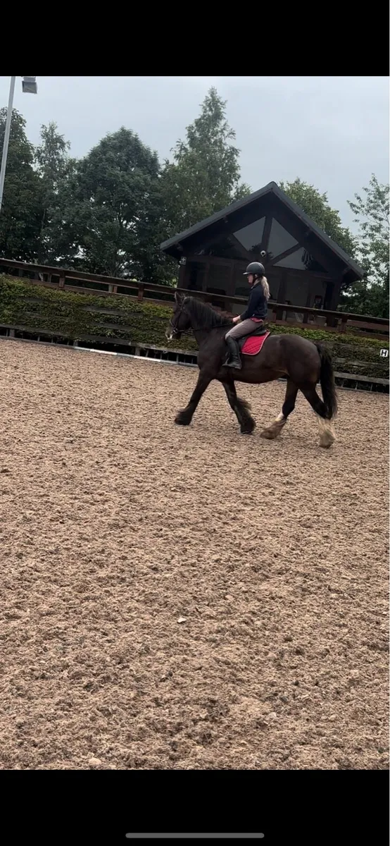 15.3h Irish cob mare - Image 1