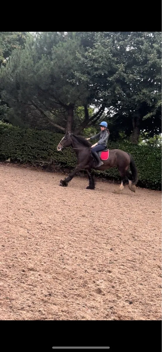 15.3h Irish cob mare - Image 2