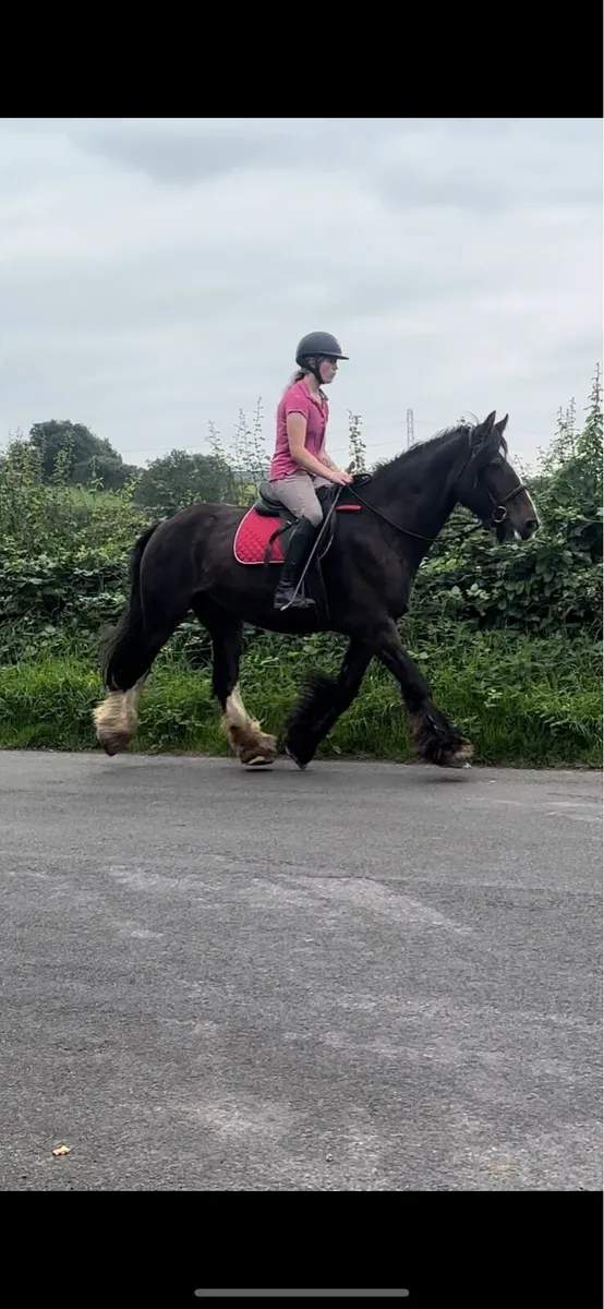 15.3h Irish cob mare - Image 3