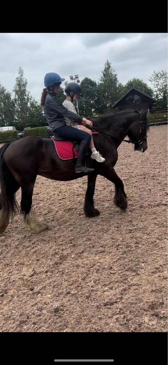15.3h Irish cob mare - Image 4