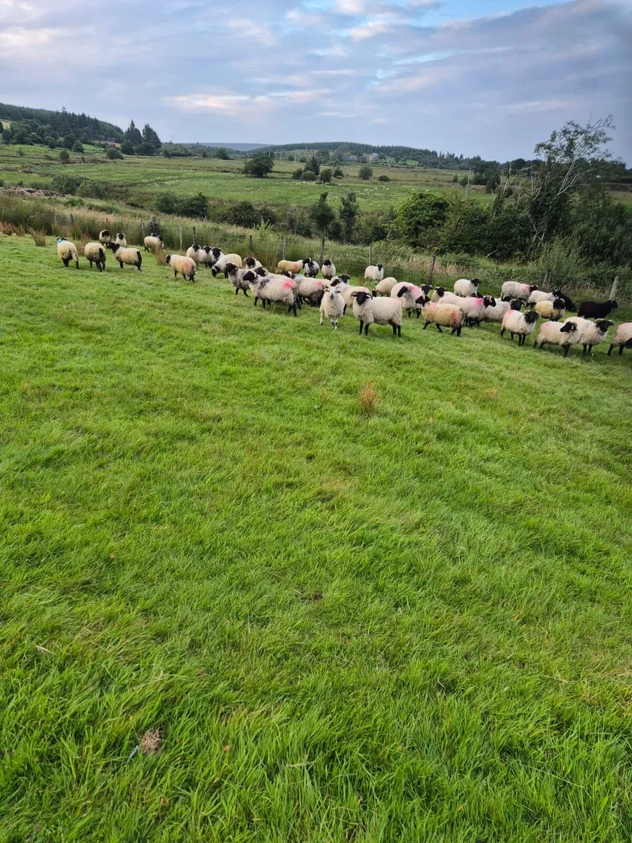 **80 Good Store Ram Lambs** - Image 1