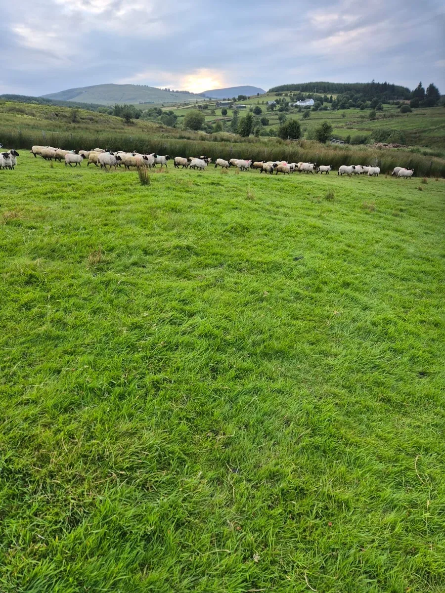 **80 Good Store Ram Lambs** - Image 2