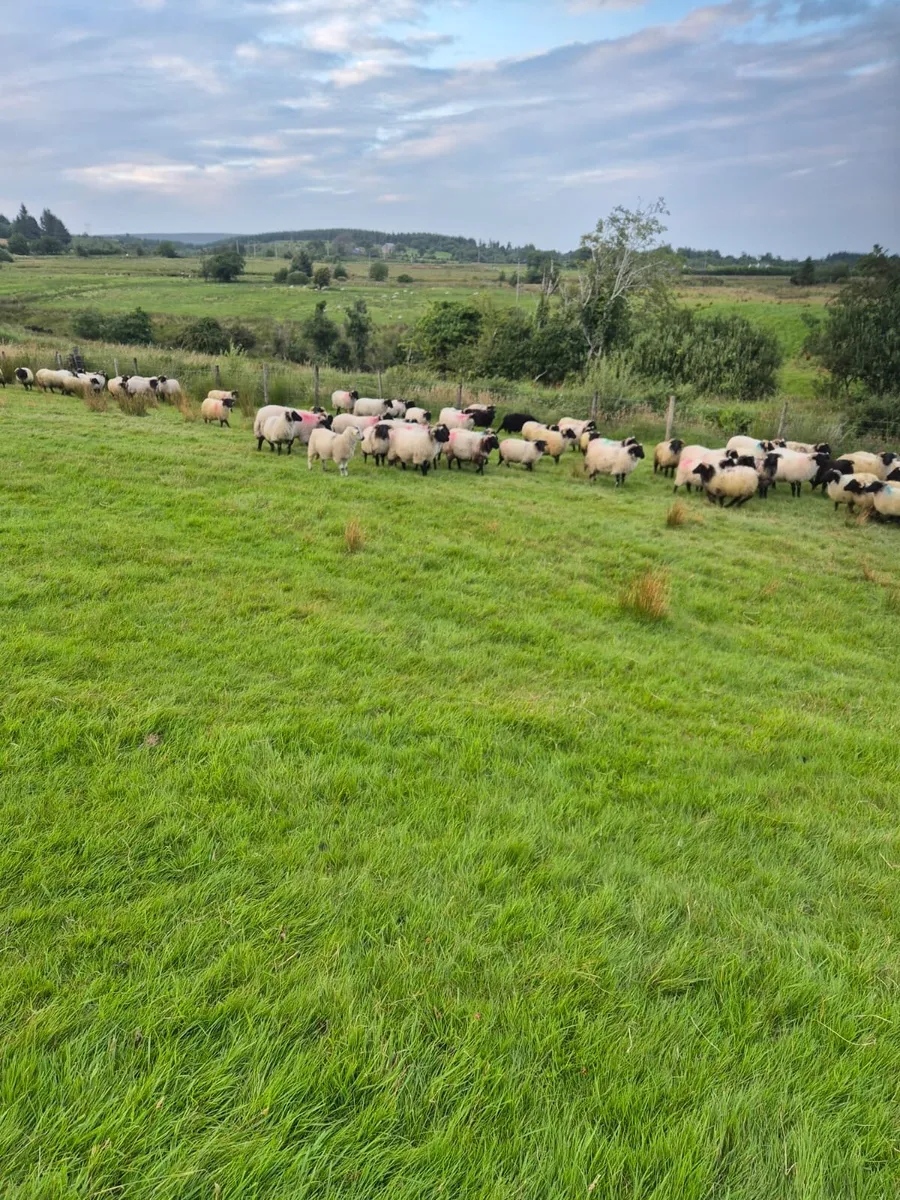 **80 Good Store Ram Lambs** - Image 3