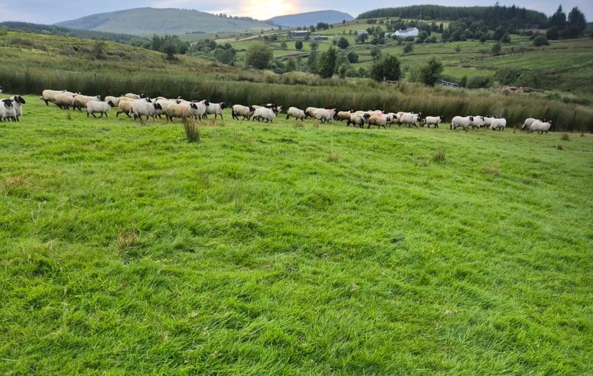 **80 Good Store Ram Lambs** - Image 4