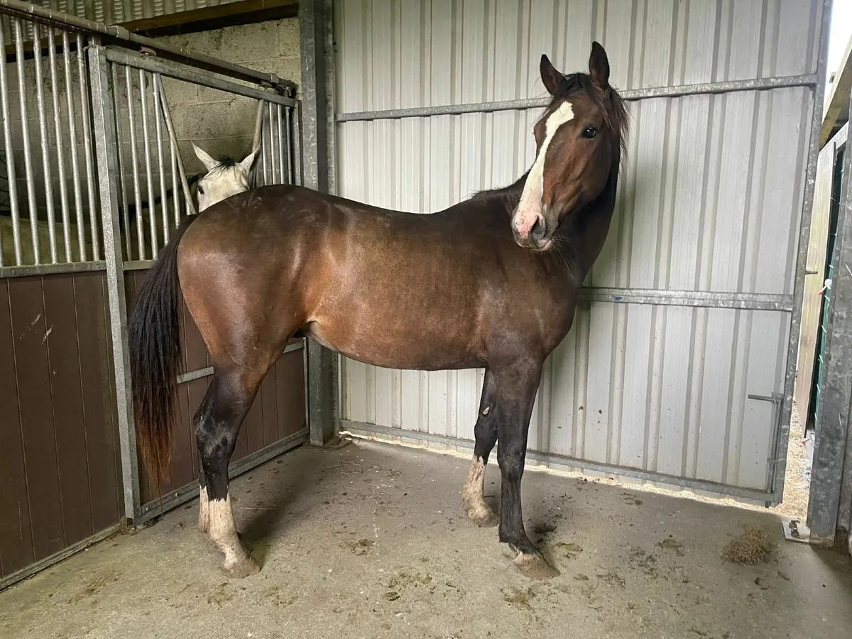 Paris blue 3 year old gelding - Image 3