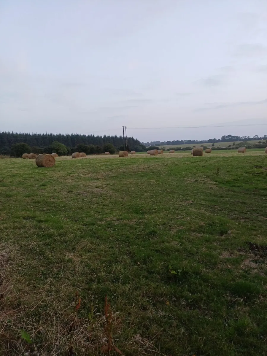 Hay