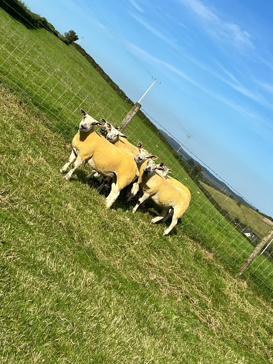 🔥6 sufftex Hoggets🔥 - Image 1