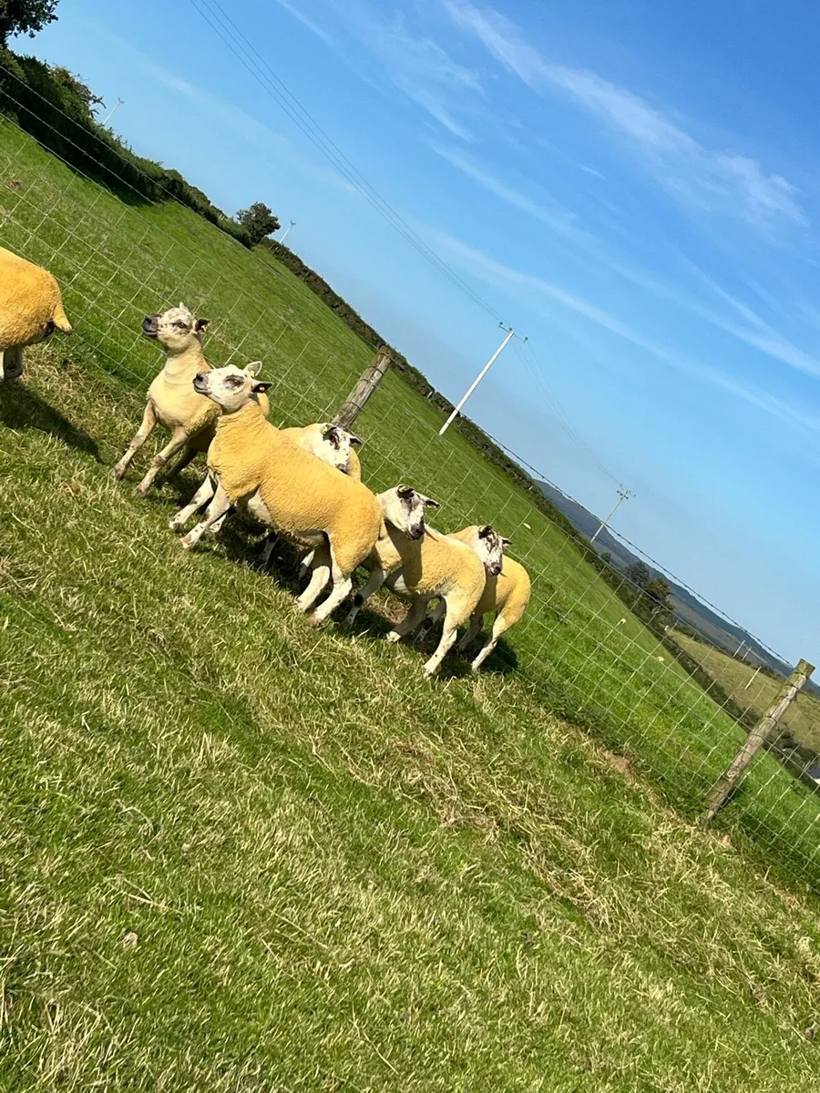 🔥6 sufftex Hoggets🔥 - Image 2