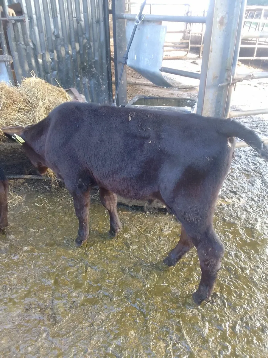 Calves - Image 2