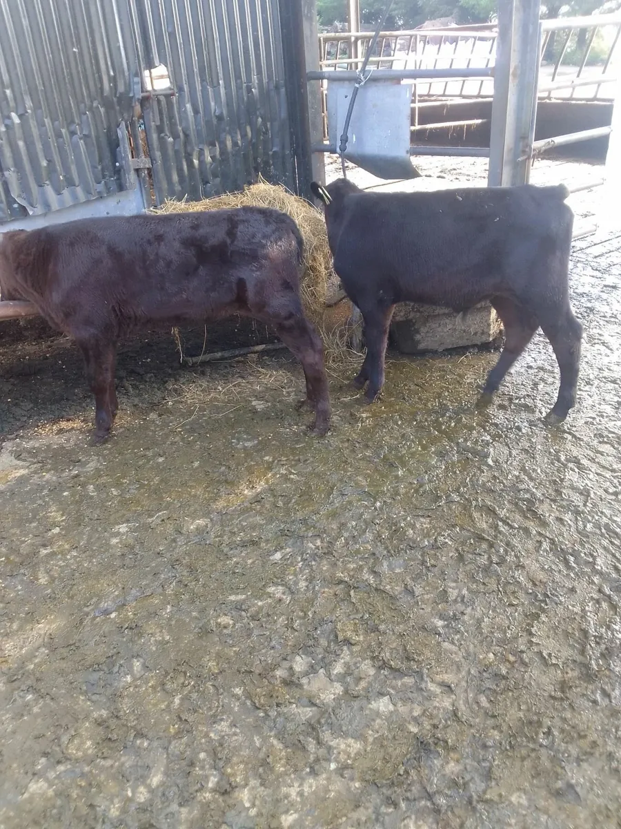 Calves - Image 3