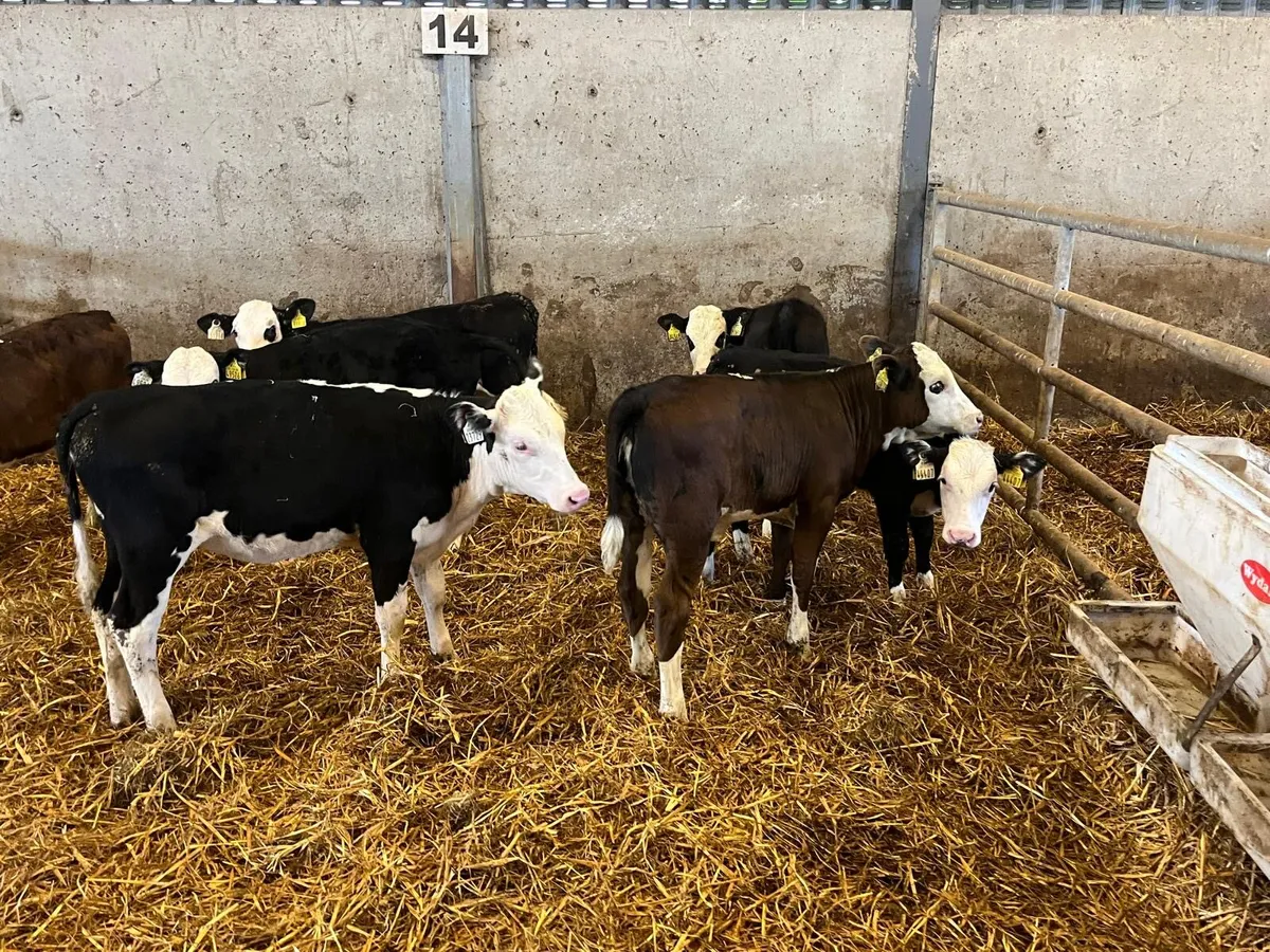 9 super  Hereford runner heifers - Image 1