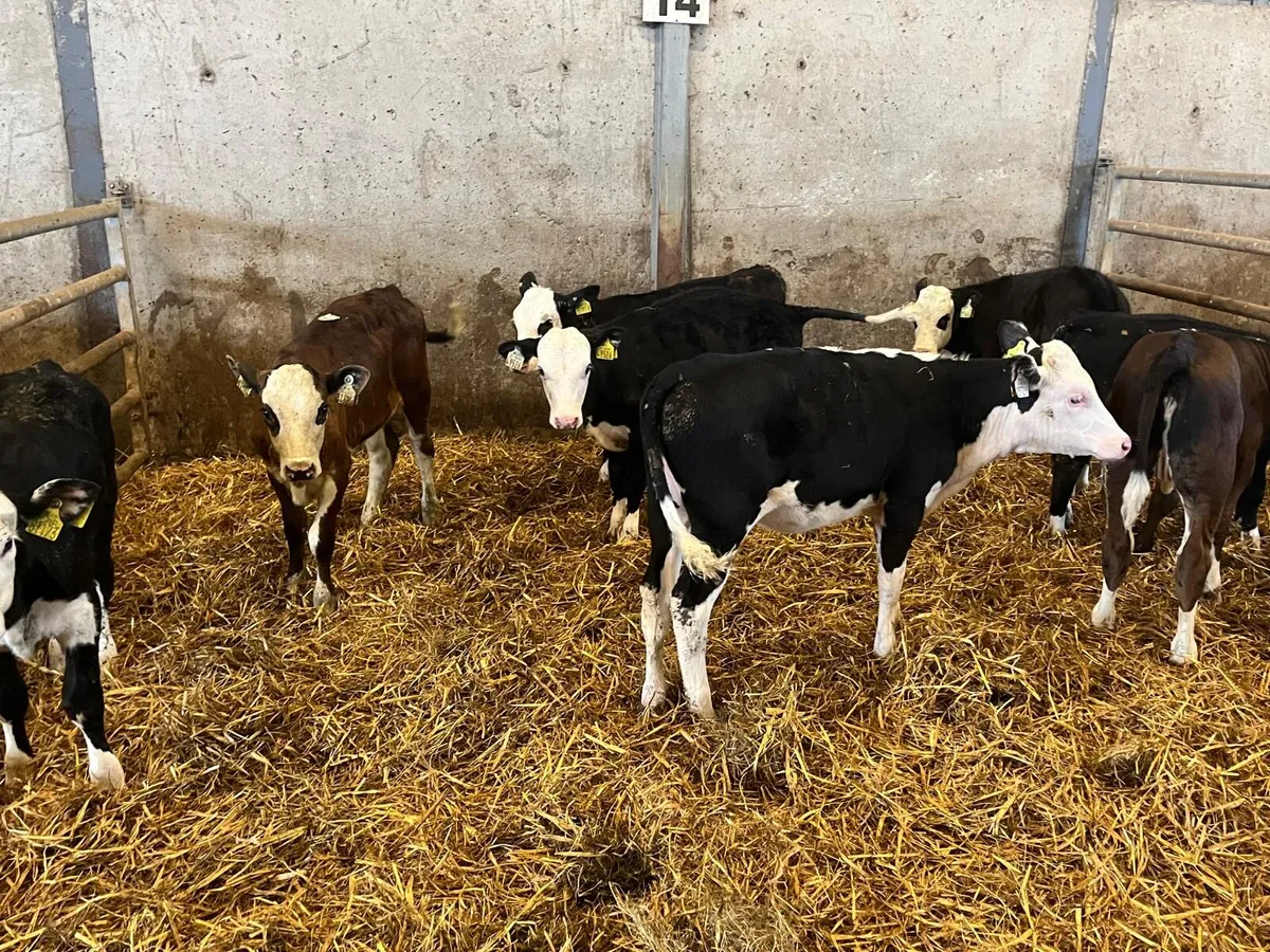 9 super  Hereford runner heifers - Image 2
