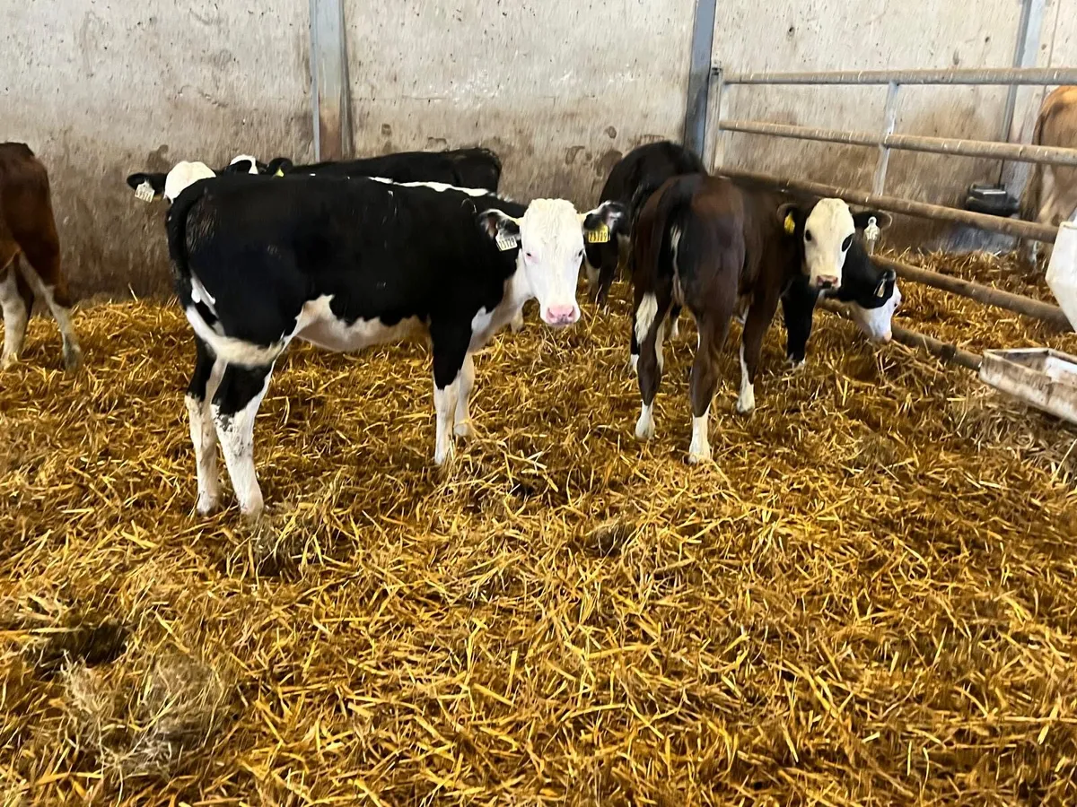 9 super  Hereford runner heifers - Image 3