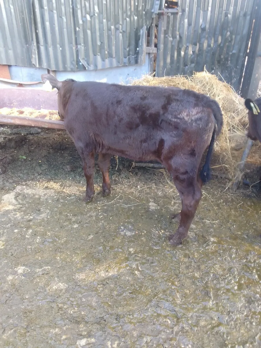 Calves - Image 4