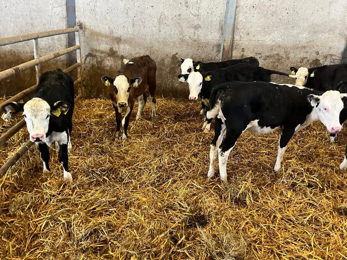 9 super  Hereford runner heifers - Image 4