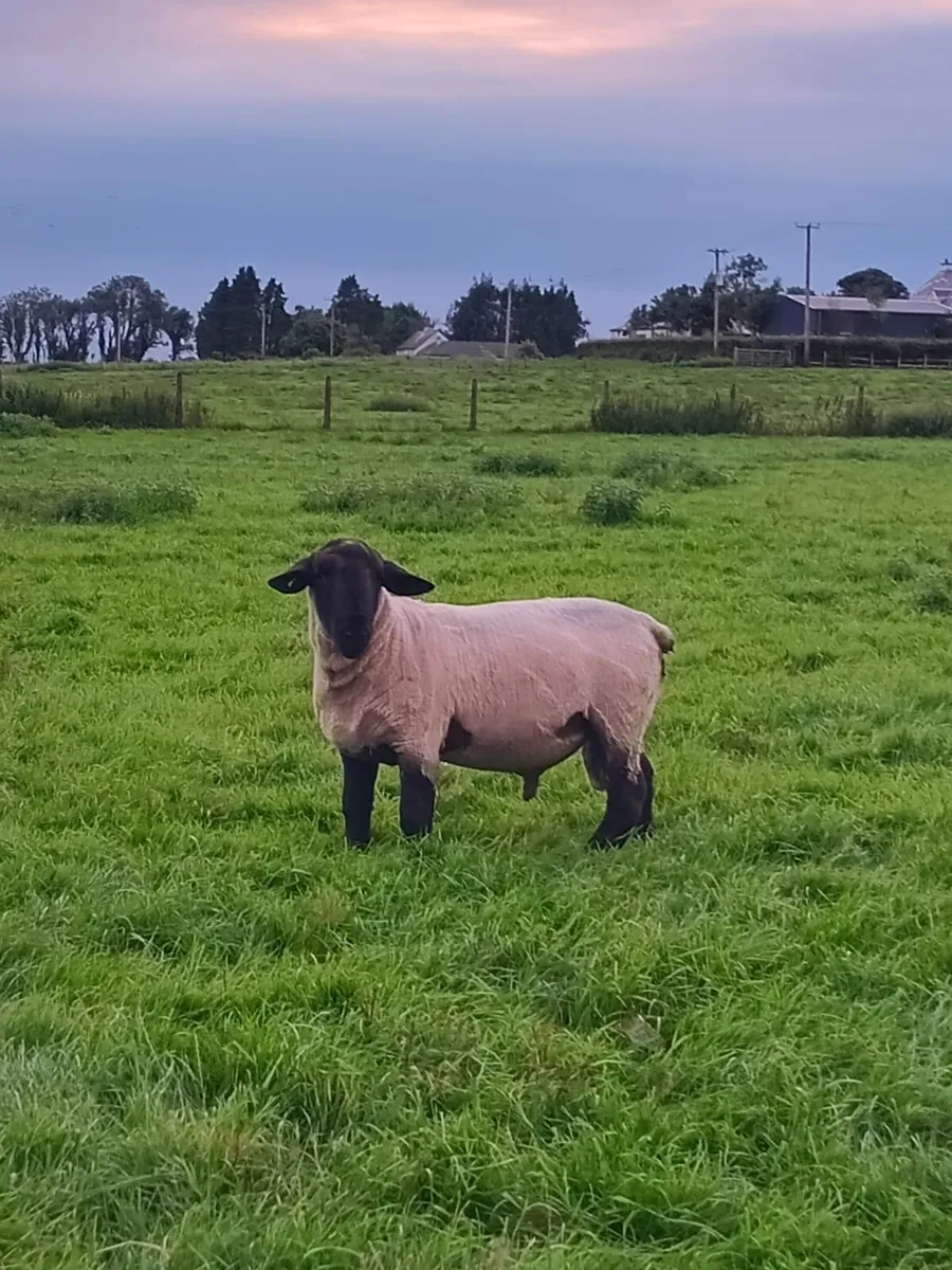 Pbnr rams - Image 1