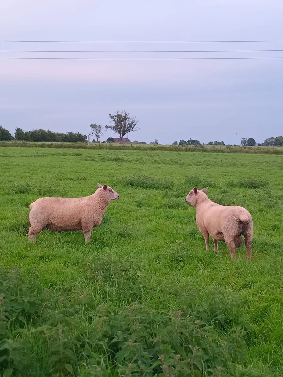 Pbnr rams - Image 2