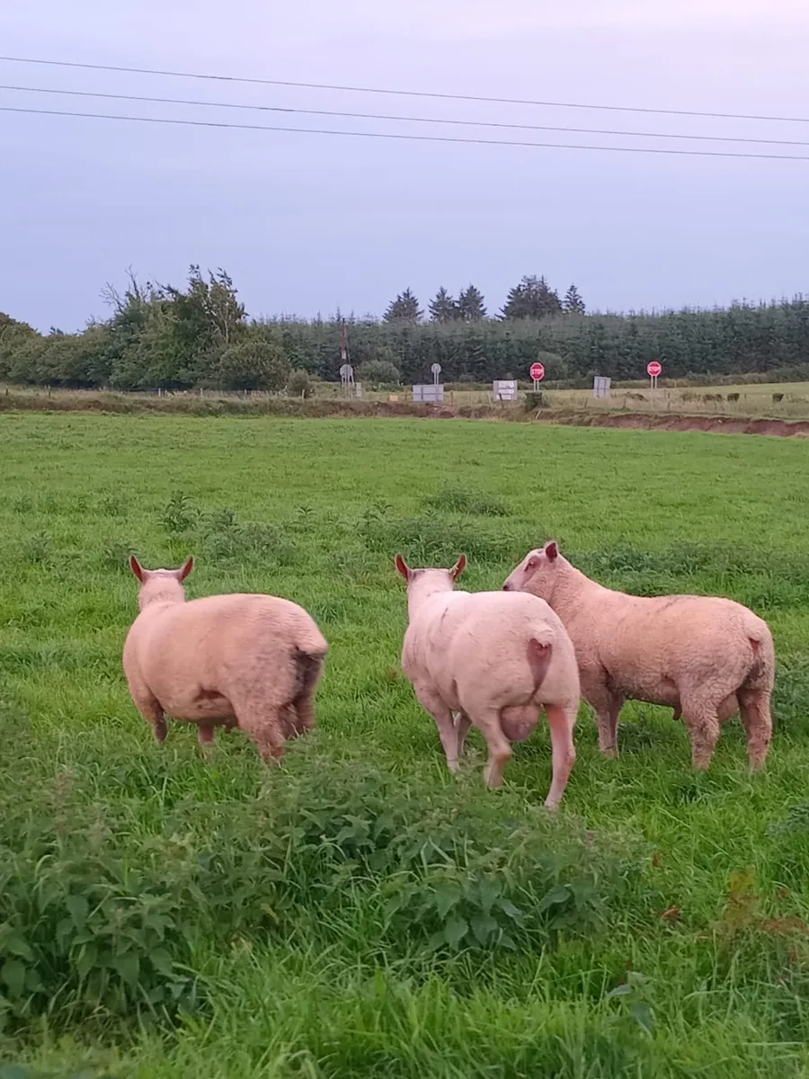 Pbnr rams - Image 3