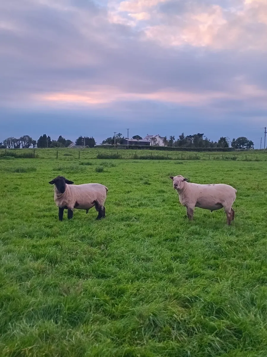 Pbnr rams - Image 4