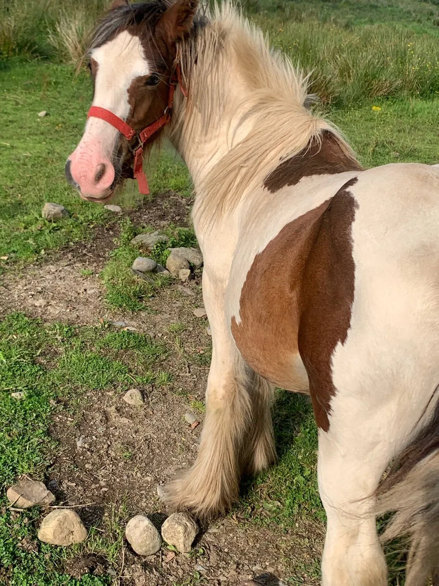 Horse - Image 2