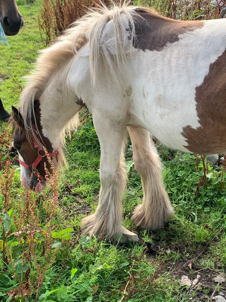 Horse - Image 3