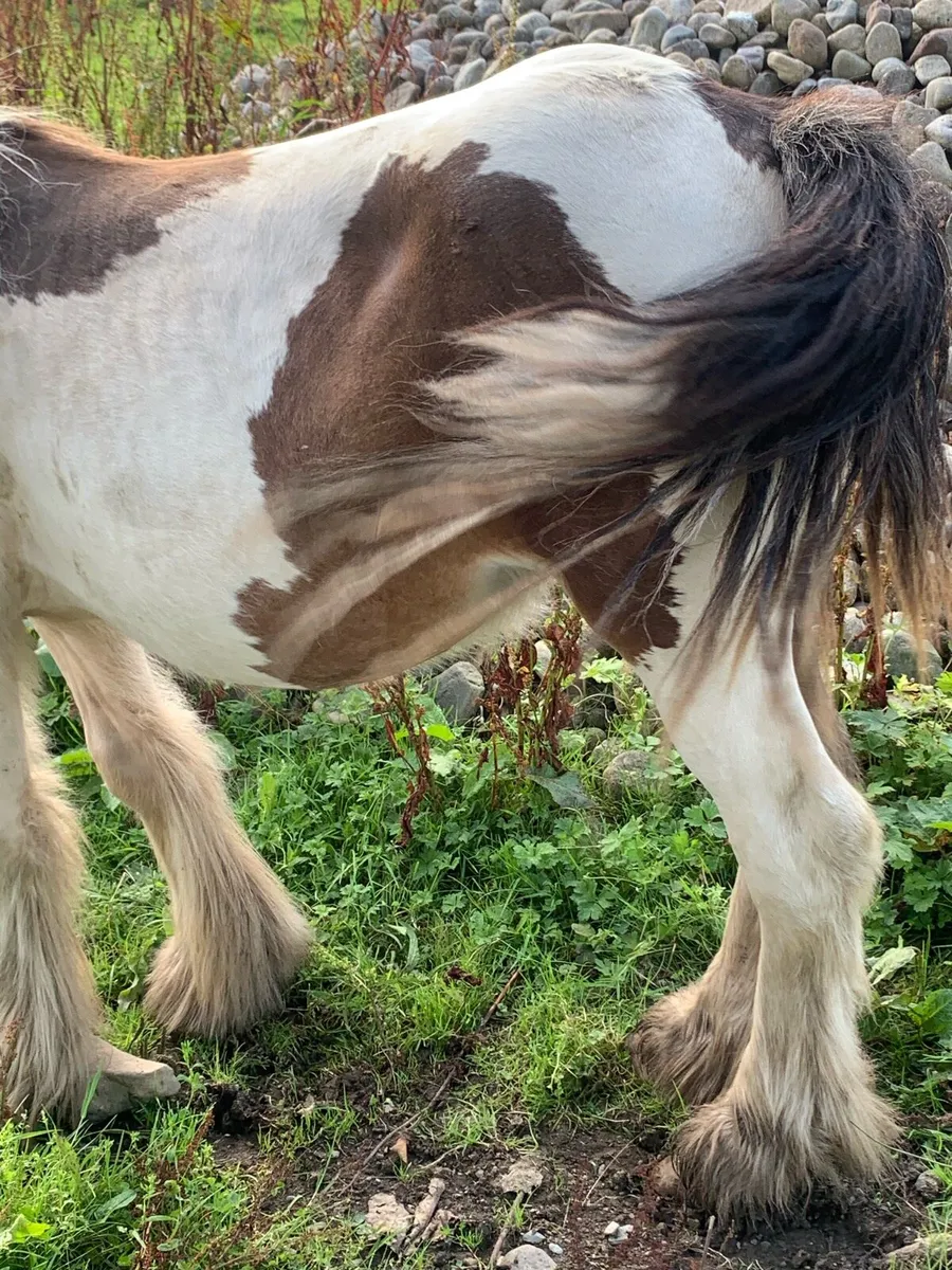 Horse - Image 4