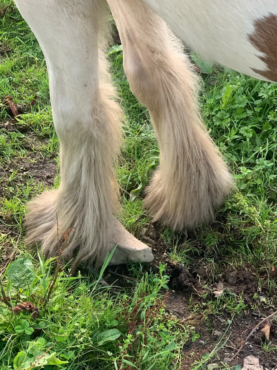 Horse - Image 1