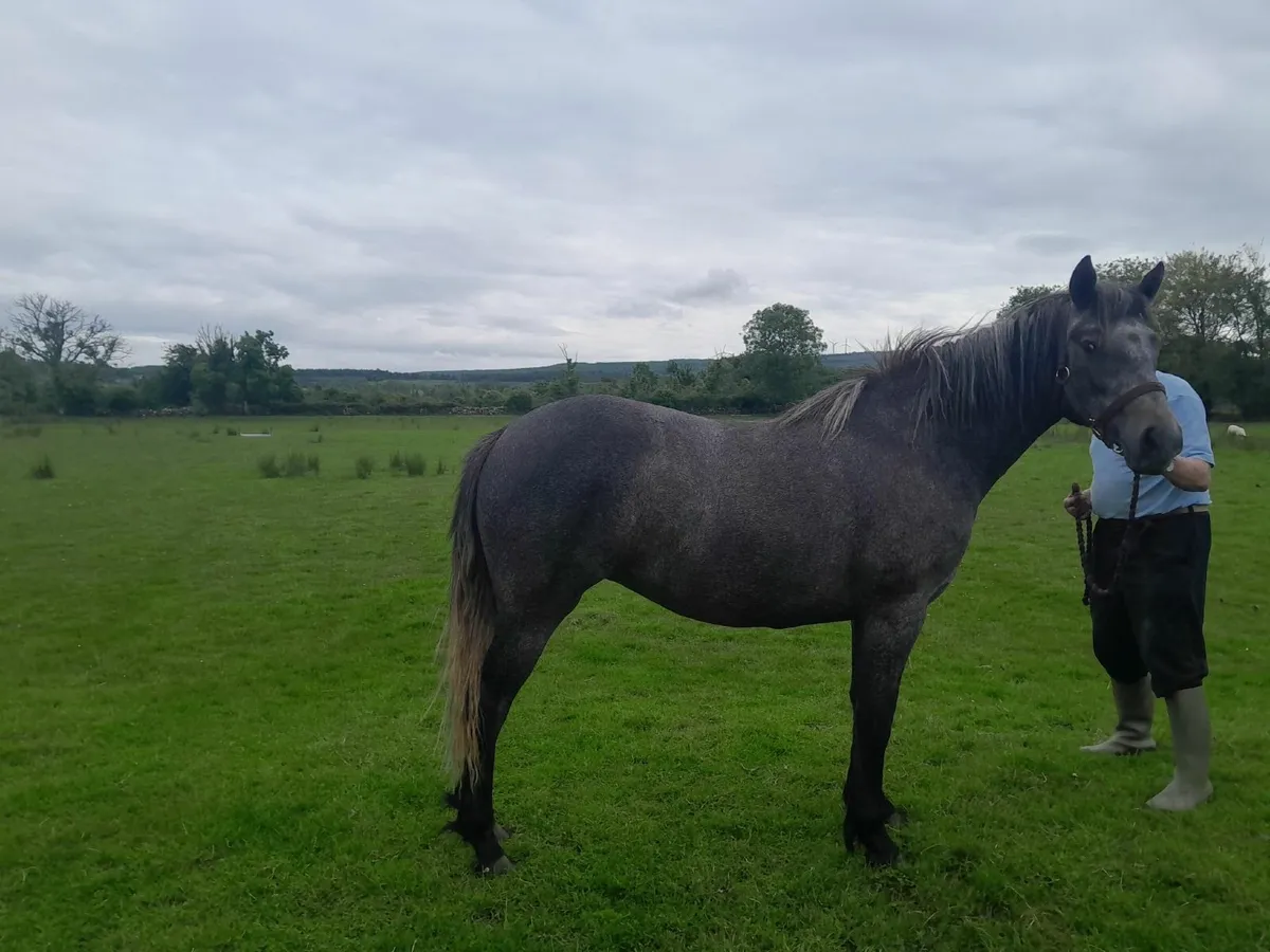 Two Year Old Connemara Filly - Image 2
