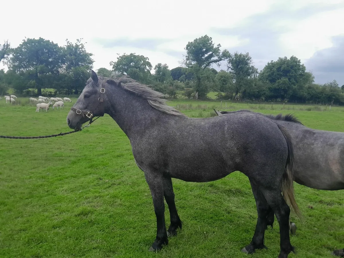 Two Year Old Connemara Filly - Image 3
