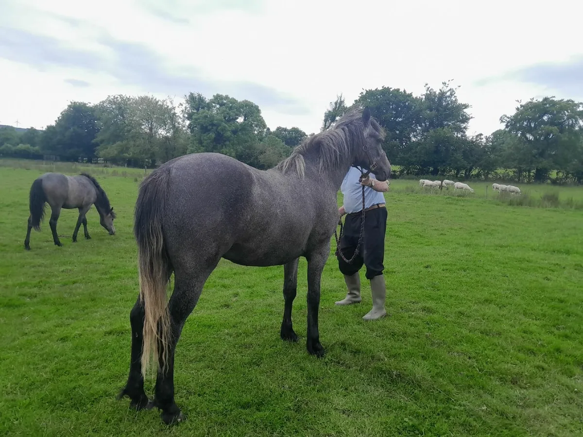 Two Year Old Connemara Filly - Image 4